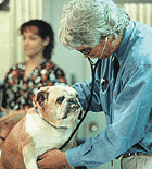 veterinario
