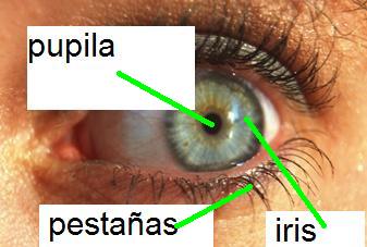 localizaci&oacute;n ojo