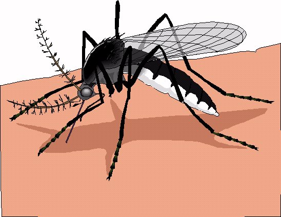 mosquito