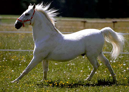 caballo