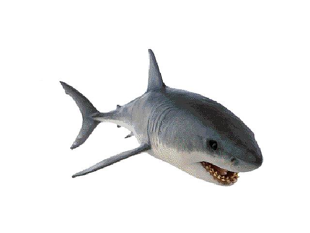 tiburones