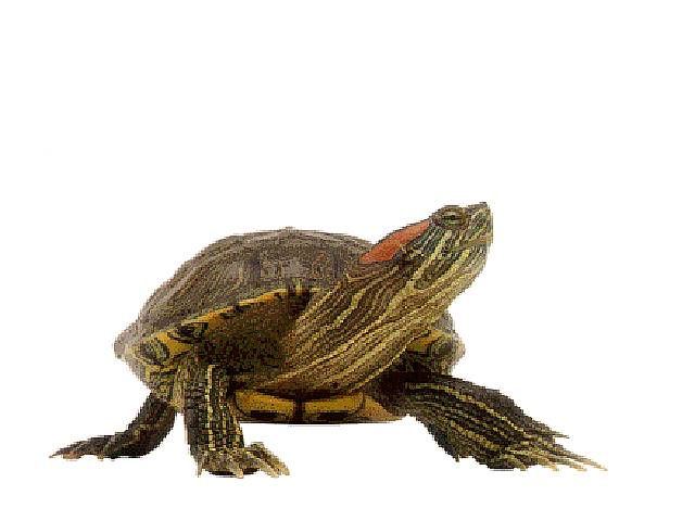 tortuga