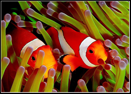peces